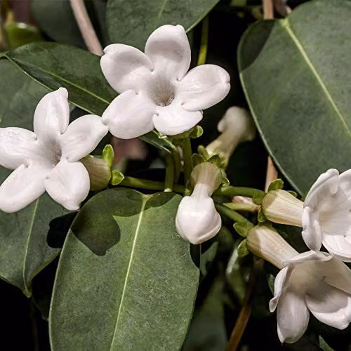 Thompson and Morgan Stephanotis Floribunda Fragrant White Star Shaped Climbing Plant in a 11cm Pot – 4