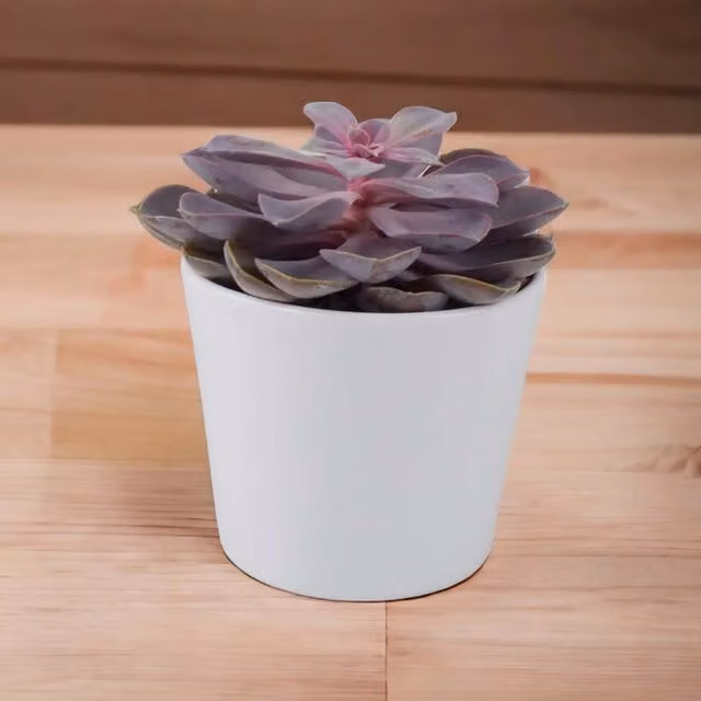 Plants by Post Echeveria Purple Pearl Purple Succulent Houseplant in 12cm Pot