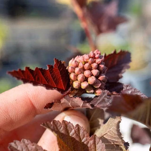 Marshalls Garden Physocarpus Lady in Red Ornamental Shrub with Red Foliage and Pink Flowers