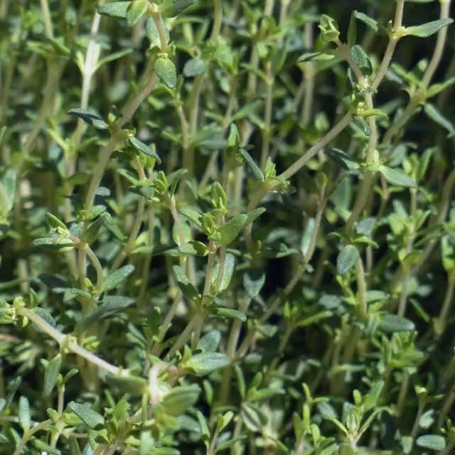 Unwins Green Thyme Herb Seeds