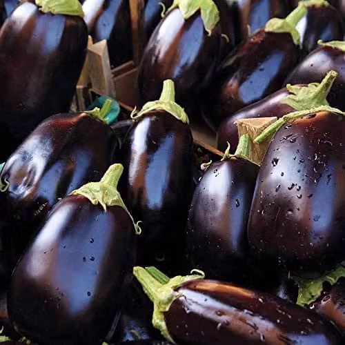 Thompson and Morgan Aubergine Bonica F1 Hybrid Purple Vegetable Seeds, 13 Seeds
