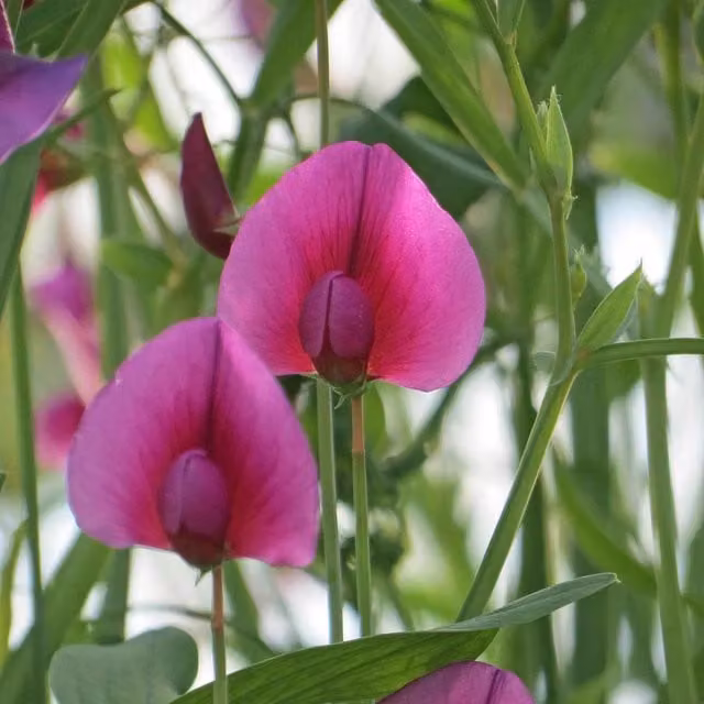 Marshalls Garden Lathyrus tingitanus Royal Purple Sweet Pea Seeds, 21 Seeds, Purple Climbing Flower Seeds