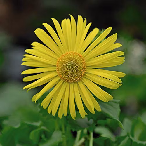 Thompson and Morgan Doronicum caucasicum Little Leo Yellow Flowering Hardy Perennial Garden Plants, 6 Plug Plants – 3