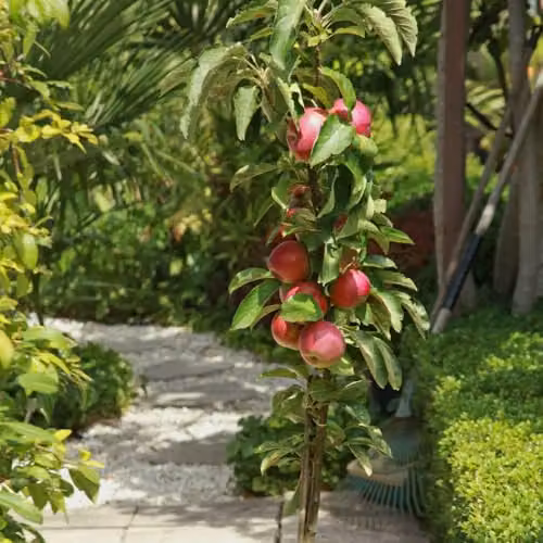 Thompson & Morgan Wonder Tree Elstar Apple Compact Patio Fruit Tree (Height: 1.4 m) – 2