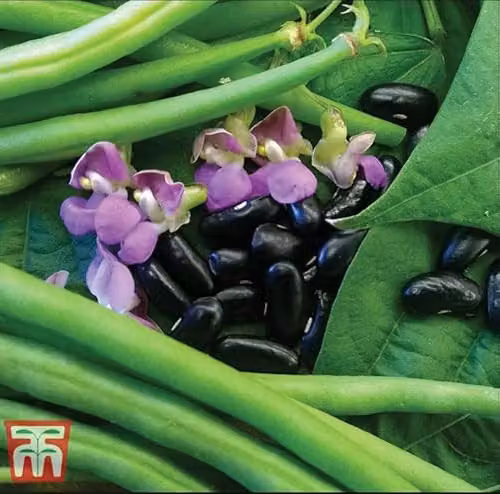 Thompson and Morgan Dwarf Bean Nautica Phaseolus vulgaris Green Bush Bean Seeds, 250 Seeds