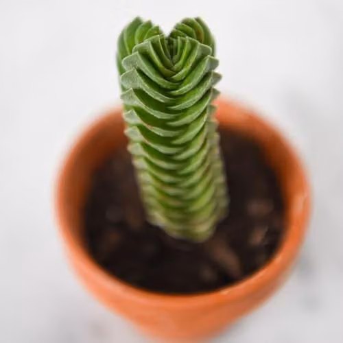 Thompson & Morgan Crassula Buddha's Temple Miniature Green Pagoda Succulent, Potted Plant, Pot Diameter: 6 cm – 2