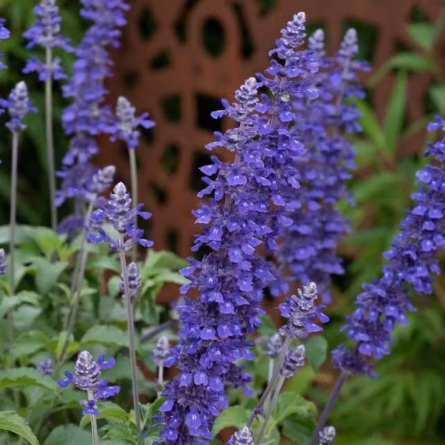Set of 3 Plant Theory Mystic Spires Blue Balsamisp Bedding Salvia Perennial Plants in 9cm Pots