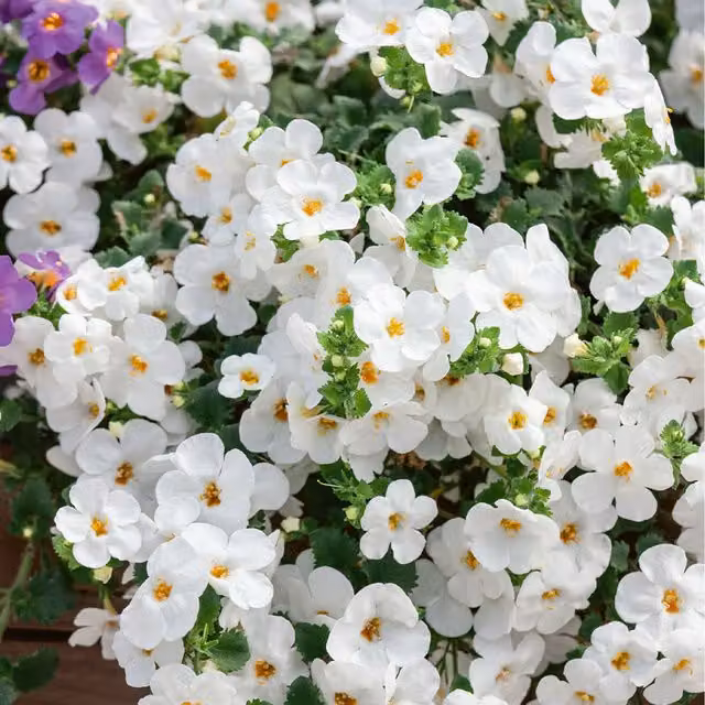 Plants By Post White Flowering Bacopa Bedding Plants for Hanging Baskets and Borders, 3 Pack