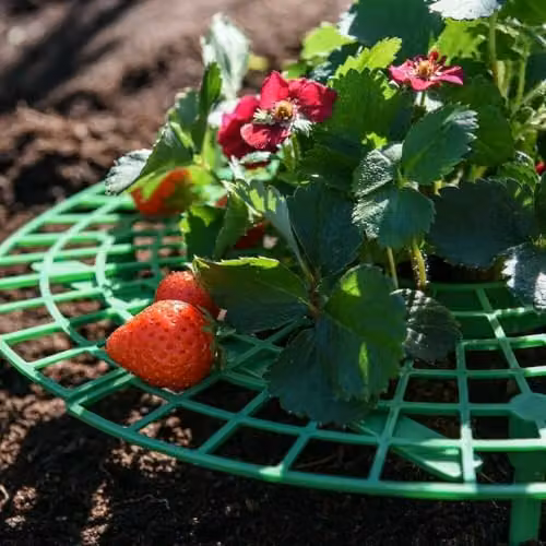 Thompson & Morgan Green Plastic Strawberry Support Frames for Vegetable Gardens, Pack of 10 – 3