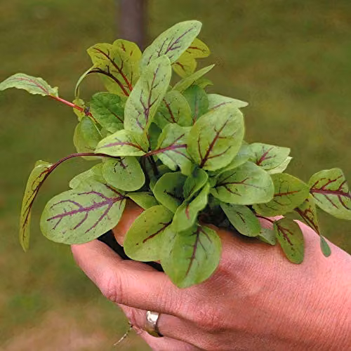 Thompson and Morgan Sorrel Blood Veined Hardy Perennial Herb Seeds, 250 Seeds – 1