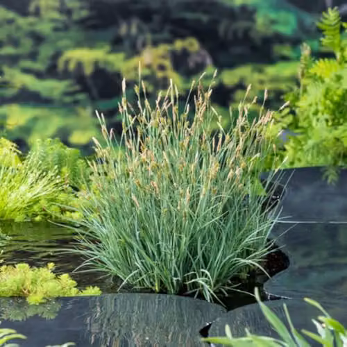 Thompson & Morgan Carex panicea Carnation Sedge Dwarf Blue Sedge Marginal Aquatic Plants, 2 x 9cm Pots