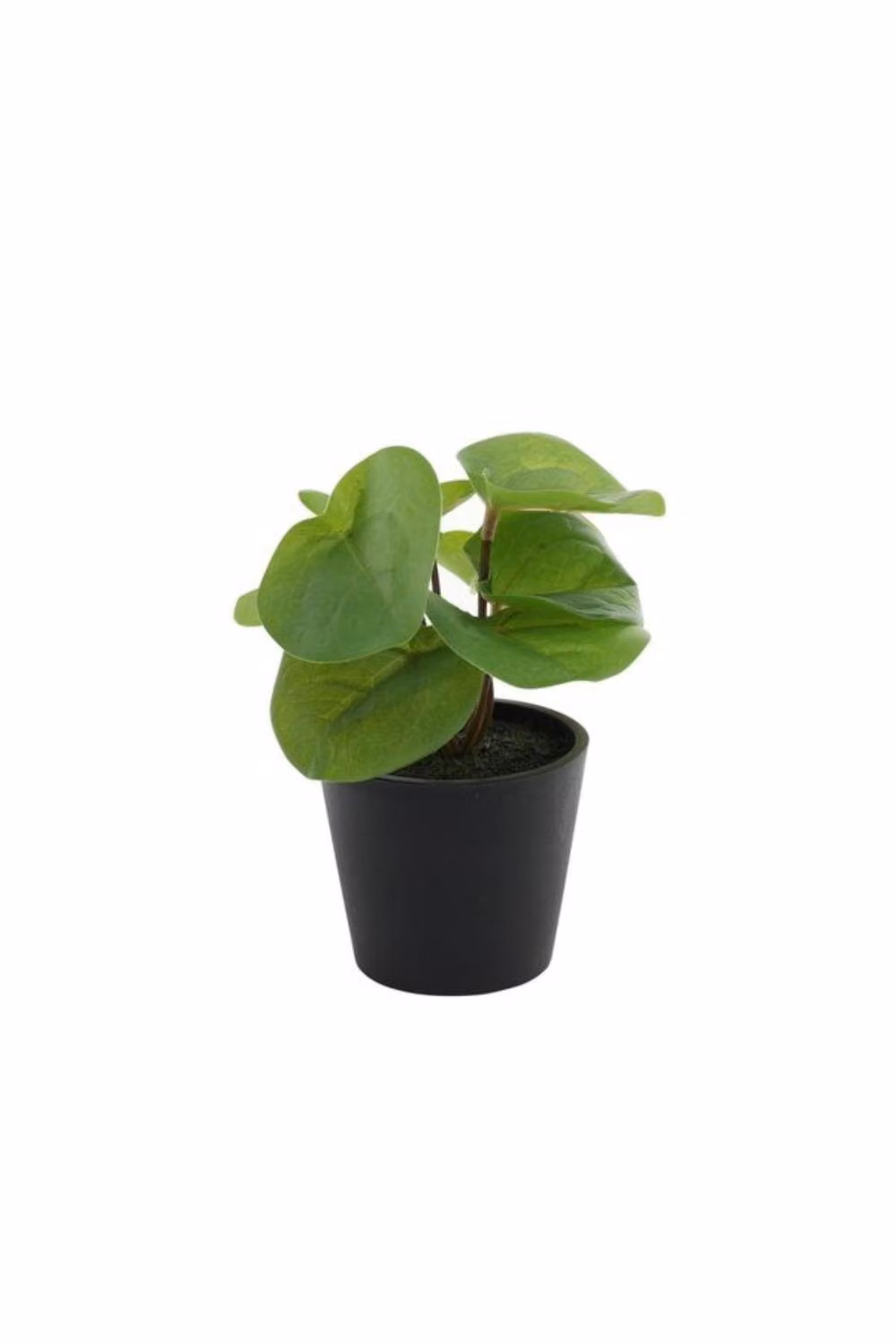 KDMD Pilea Potted House Plant, 2 Pack, Green, 13 cm – 2