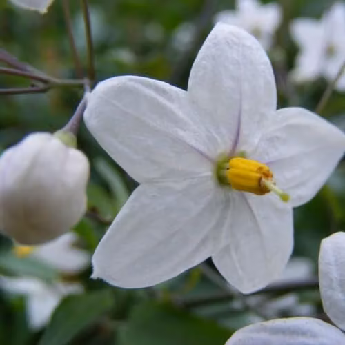 Thompson & Morgan Solanum laxum Album Exotic Climbing Shrub with White Blooms, 2 x 3 Litre Potted Plants