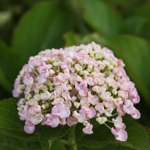 Thompson & Morgan Hydrangea macrophylla Ayesha Mophead Ornamental Shrub with Large Lilac-Pink Fragrant Blooms, 25 Litre Pot