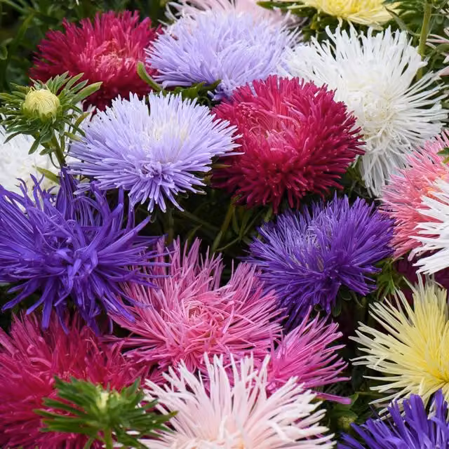 Thompson & Morgan Aster Starlight Mixed Perennial Garden Ready Plants in Blue, Purple, Red, Pink and Multicolour