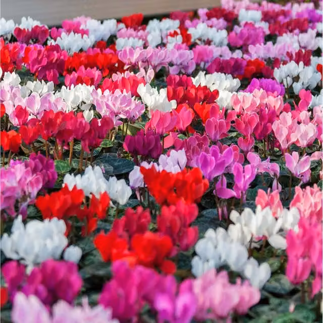 Plants by Post Mixed Cyclamen Bedding Plants, 3 x 9cm Pots (Pink, Red, White)