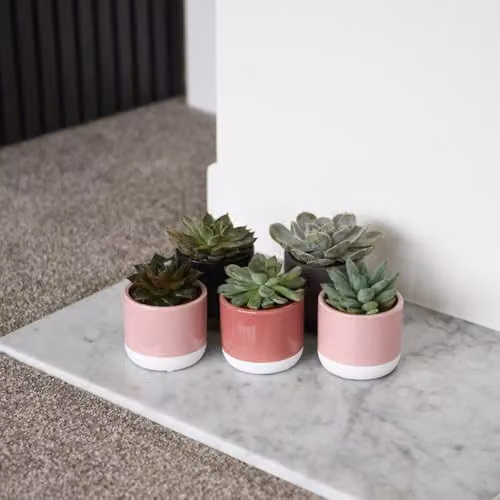 Thompson & Morgan Echeveria Mix of Colourful Assorted Succulent Indoor Plants, 18 x 5.5 cm Pots – 2