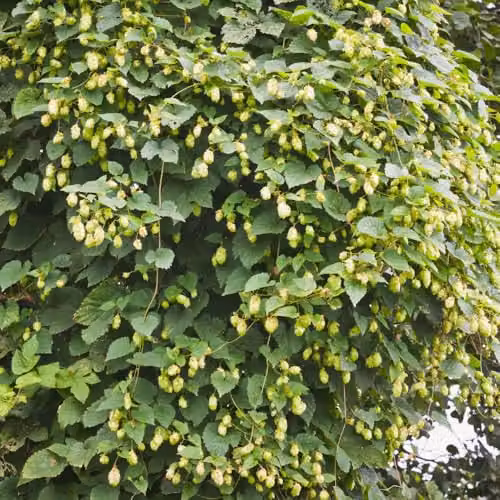 Thompson & Morgan 2x Humulus lupulus Hardy Garden Climber Hop Plants, Summer Flowering Perennial, 9cm Pot – 3