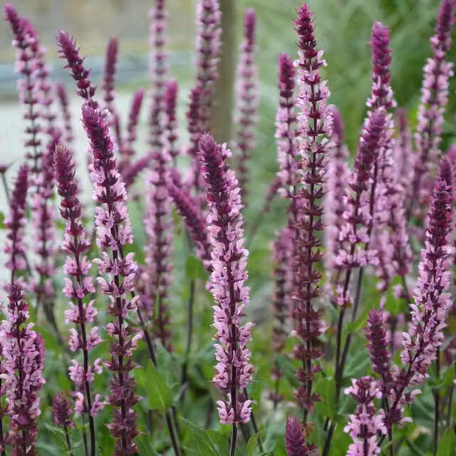 Marshalls Salvia nemorosa Caradonna Pink Perennial Ornamental Plant