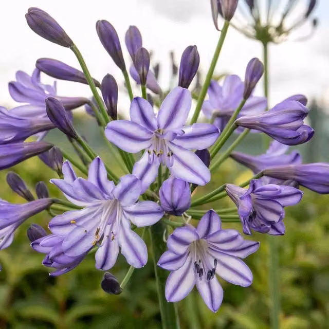 Marshalls Garden Agapanthus Poppin Star Blue and Purple Perennial Summer Flowering Plant