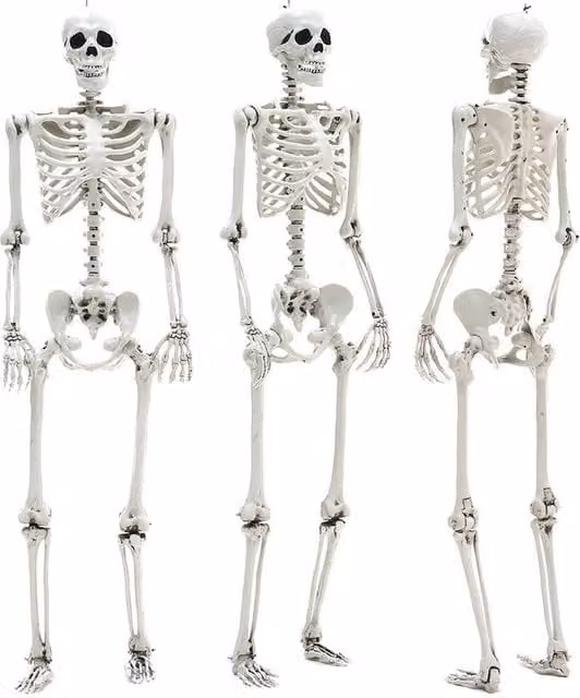 NESTLUNE White Poseable Human Skeleton Prop for Halloween and Parties, W/D/H: 100 x 15 x 15 cm