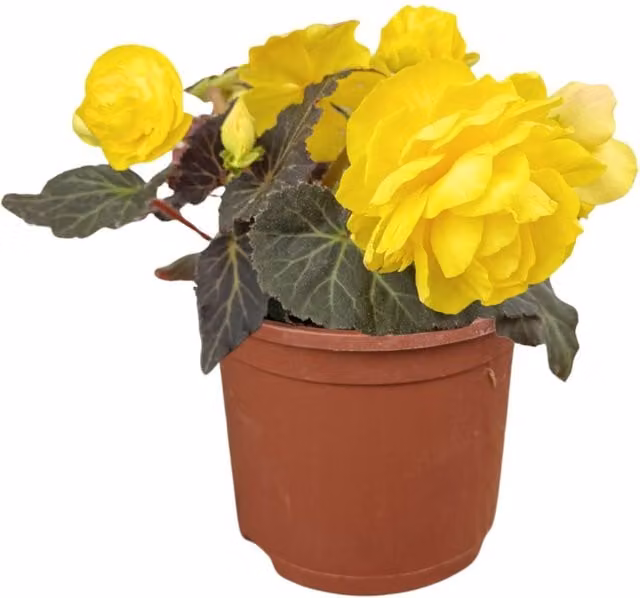 Plants By Post Yellow Begonia Mocca Summer Bedding Plant, 2L
