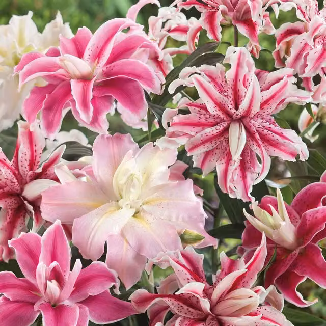Marshalls Garden Oriental Double Mix Lily Bulbs, Pink