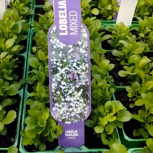 Plants By Post Lobelia Trailing Mixed Plants, 12 Plants, Multicolour