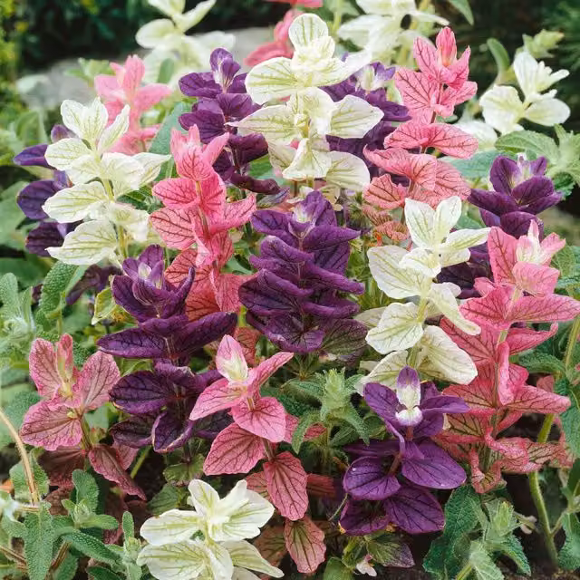 Unwins Claryssima Clary Flower Seeds, Multicolour