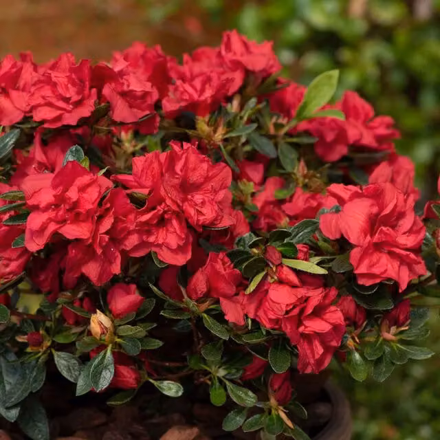 Marshalls Garden Azalea Encore Autumn Fire Red Ornamental Shrub