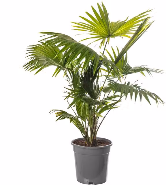 GardenersDream Livistona Palm Indoor House Plant, Green and Grey, Height: 65 cm