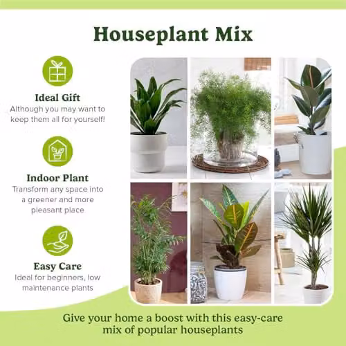 YouGarden Houseplant Collection of Six Evergreen Indoor Plants in 12cm Pots – 2