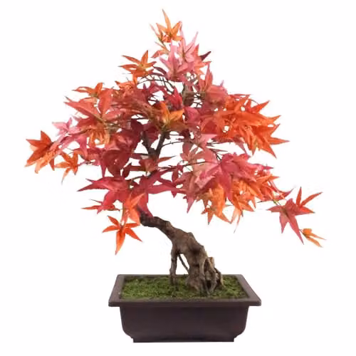 Leaf Red Maple Artificial Bonsai Tree, Height: 50 cm