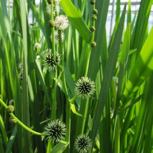 Thompson and Morgan Scirpus Cernuus Oxygenating Aquatic Plant, 3 x 9cm Pots