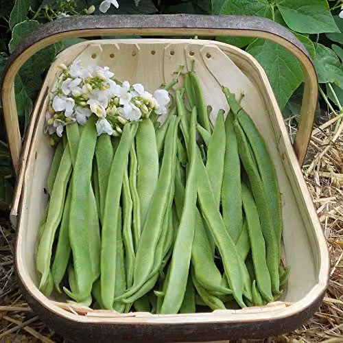 Thompson and Morgan Moonlight Runner Bean Seeds, 40 Seeds – 3