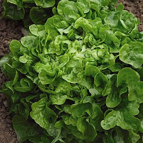 Thompson and Morgan Lettuce Salad Bowl Loose-Leaf Vegetable Seeds, 750 Seeds