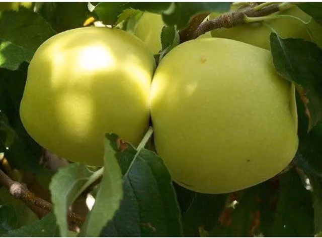 Direct Plants Golden Delicious Apple Fruit Tree in a Pot