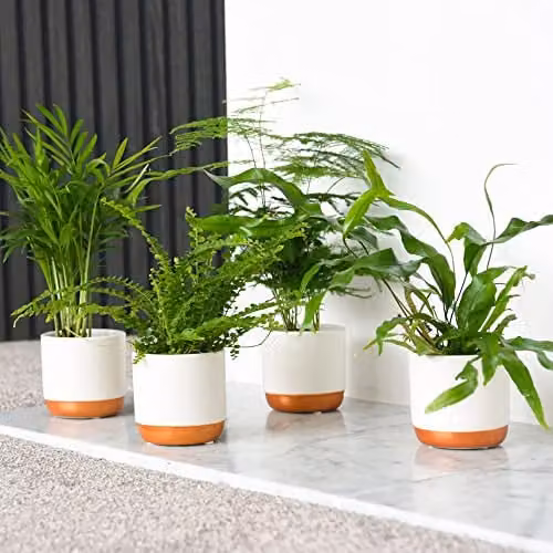 Thompson and Morgan Green Houseplant Starter Mix Collection of 6 Easy to Grow Indoor Perennial Tropical Foliage Plants in 6cm Pots