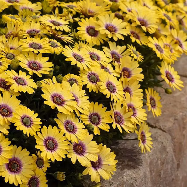 Plant Theory Set of 3 Akila Blue Eyed Beauty African Daisy Osteospermum Perennial Plants in 9cm Pots, Yellow, White and Blue