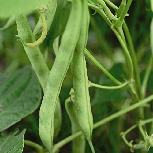Thompson and Morgan Tendergreen Dwarf Bean Seeds, 80 Seeds