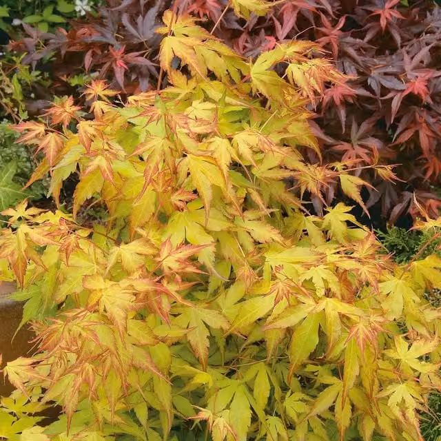 Marshalls Garden Acer Palmatum Katsura Ornamental Tree in Multicolour Green, Orange, Yellow and Pink