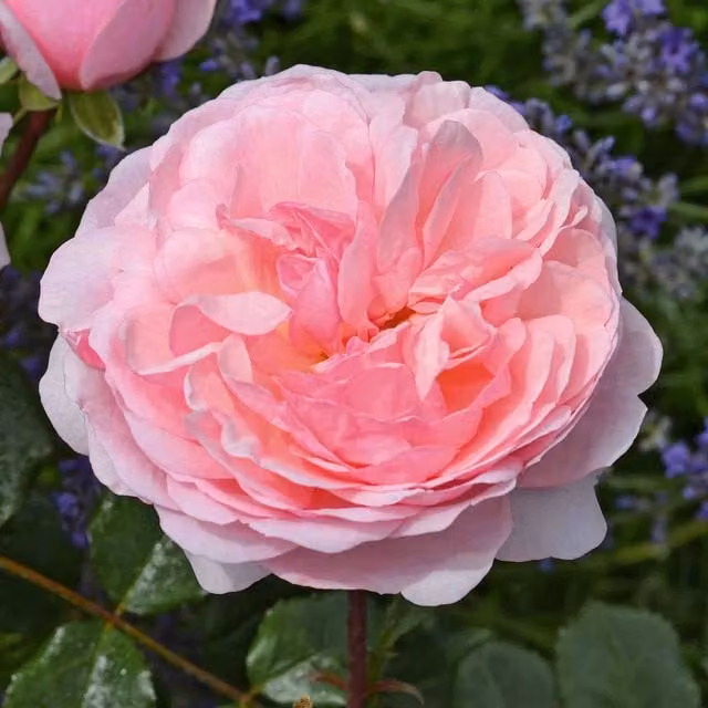 Marshalls Garden Rose Darling Pink Ornamental Shrub
