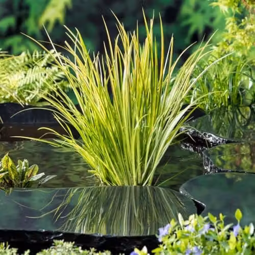 Thompson and Morgan Acorus Calamus Gramineus Slender Sweet Flag, Variegated Green and White Aromatic Perennial for Ponds and Bog Gardens, 2 x 9cm Pots