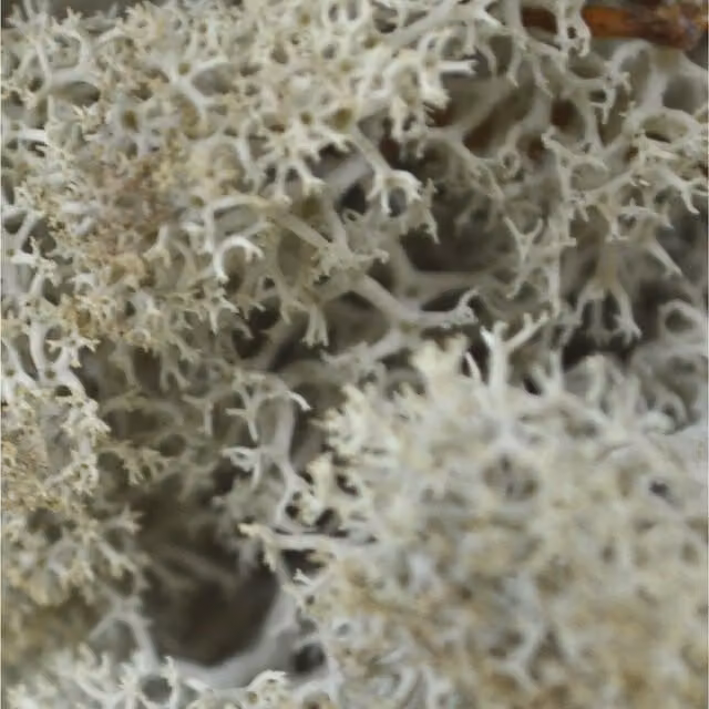 Natural Crafts Coloured Reindeer Moss in Silver Grey