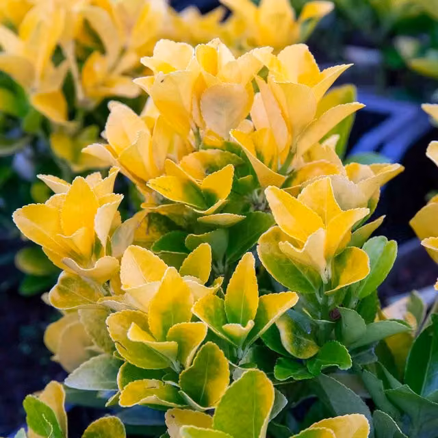 Marshalls Garden Euonymus Japonicus El Dorado Ornamental Shrub, Green and Yellow