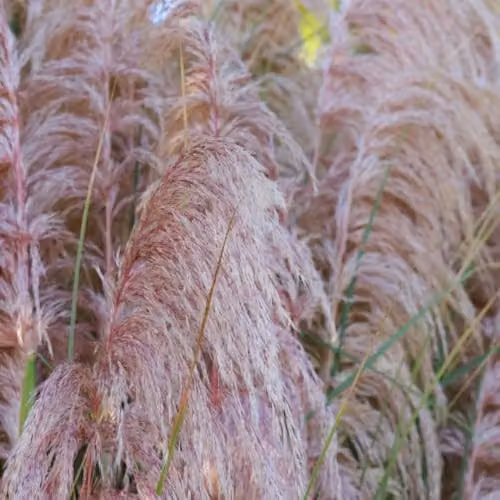 Thompson & Morgan Cortaderia selloana Rosea Hardy Perennial Pink Pampas Grass, 3 x 9cm Potted Plants – 2