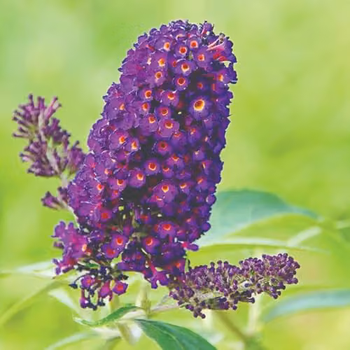 Thompson and Morgan Buddleja Buzz Indigo Dwarf Butterfly Bush with Dusky Deep Blue Blooms, 2 x 1 Litre Pots