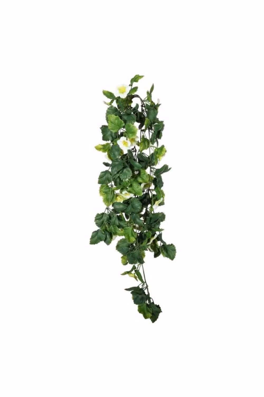 KDMD UV Resistant Green Trailing Pansy Bush – 2