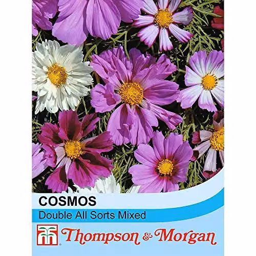 Thompson and Morgan Cosmos Double All Sorts Mixed Flower Seeds, 75 Seeds, Multicolour and Purple – 2