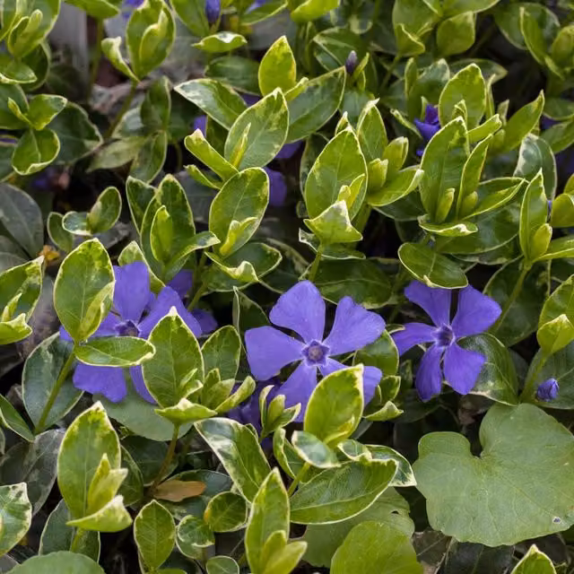 Marshalls Garden Vinca minor Ralph Shugart Purple Evergreen Perennial Ground Cover Plant